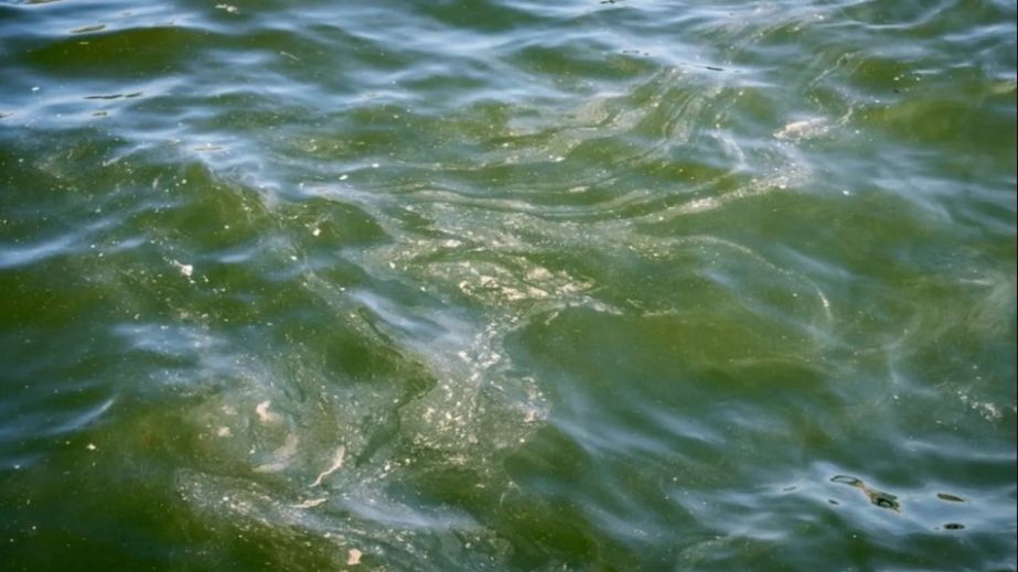 На Днепропетровщине в водоемах обнаружили бактерии, которые могут вызвать острое кишечное расстройство