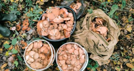 Сплутали з сироїжками: на Дніпропетровщині дві жінки потрапили до реанімації через отруєння дикорослими грибами