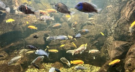 Один из самых больши...