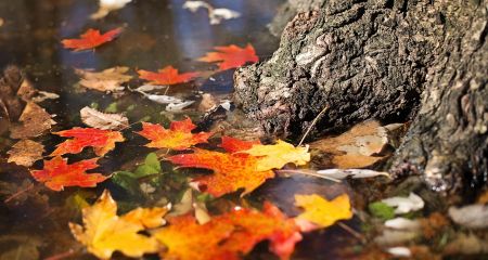Тепло и дождь: какой будет погода в Днепре и области 28 ноября