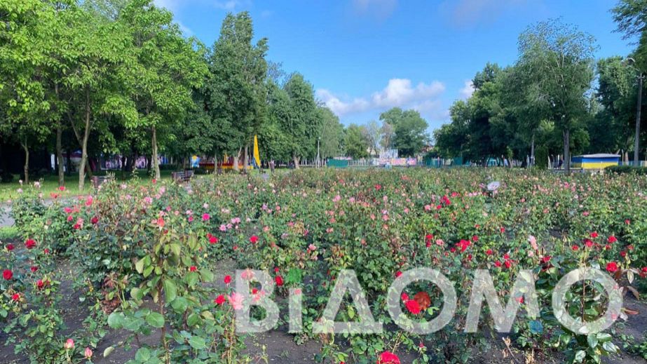 У парку Глоби у Дніпрі розцвів найбільший розарій у місті (ФОТО, ВІДЕО)