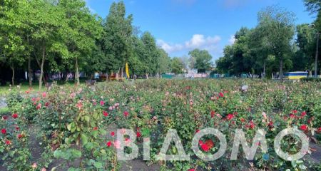 У Кривому Розі побили дитячим візком і ланцюгом жінку, яка зривала квіти з клумби