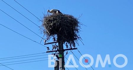 У місті на Дніпропетровщині біля цвинтаря оселилися лелеки (ФОТО, ВІДЕО)