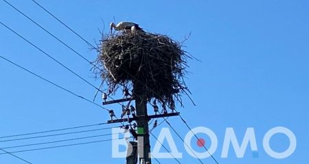 На Днепропетровщине аист пытался утащить помидор (ВИДЕО)