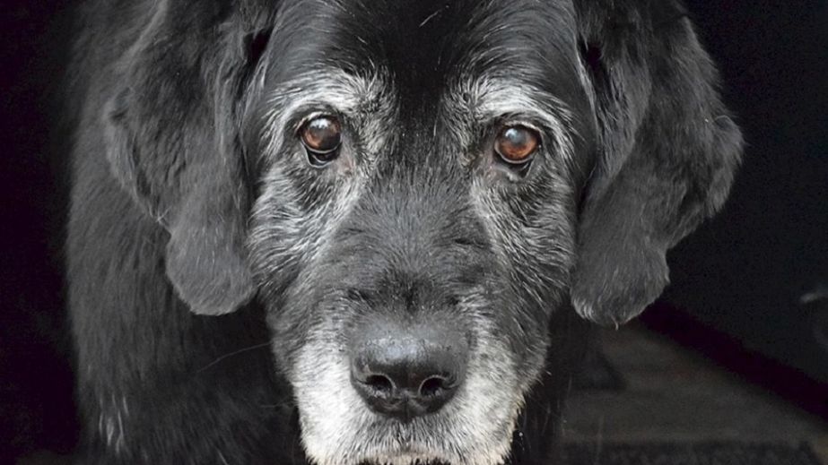 У Дніпрі на лівому березі регулярно знаходять мертвих собак (ФОТО 18+)