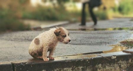 В Кривом Роге неизвестные выбросили щенков в Парке Строителей (ФОТО)