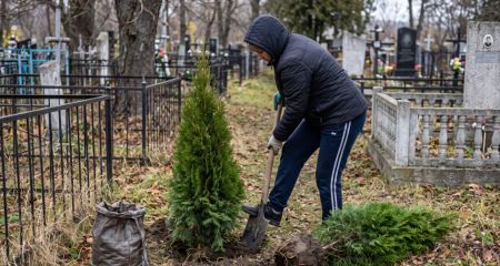 На Криворіжжі жінка викопала туї біля могили на кладовищі