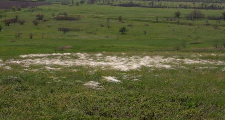 Майже метр заввишки: на Криворіжжі помітили рідкісний вид ковили (ФОТО)