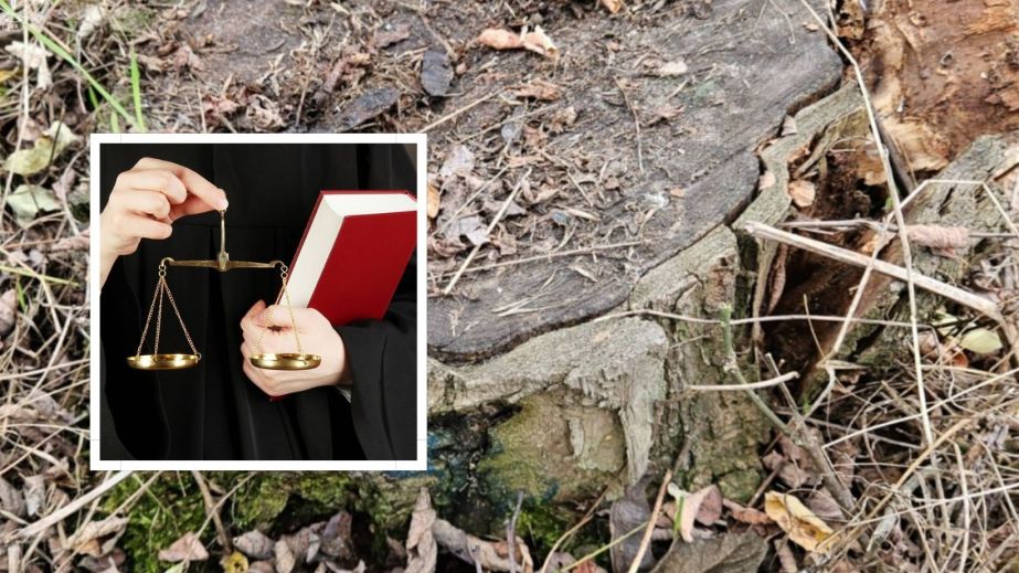 На Дніпропетровщині судитимуть екскерівника лісгоспу, через якого знищили дерев на майже 7 млн грн (ФОТО)