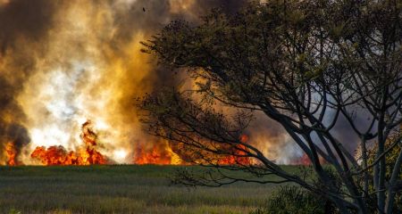 У мережі з'явилися кадри масштабної пожежі у лісі під Дніпром (ВІДЕО)