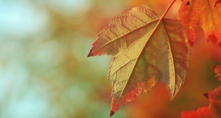 Потепління та вітер: якою буде погода у Дніпрі та області 18 листопада