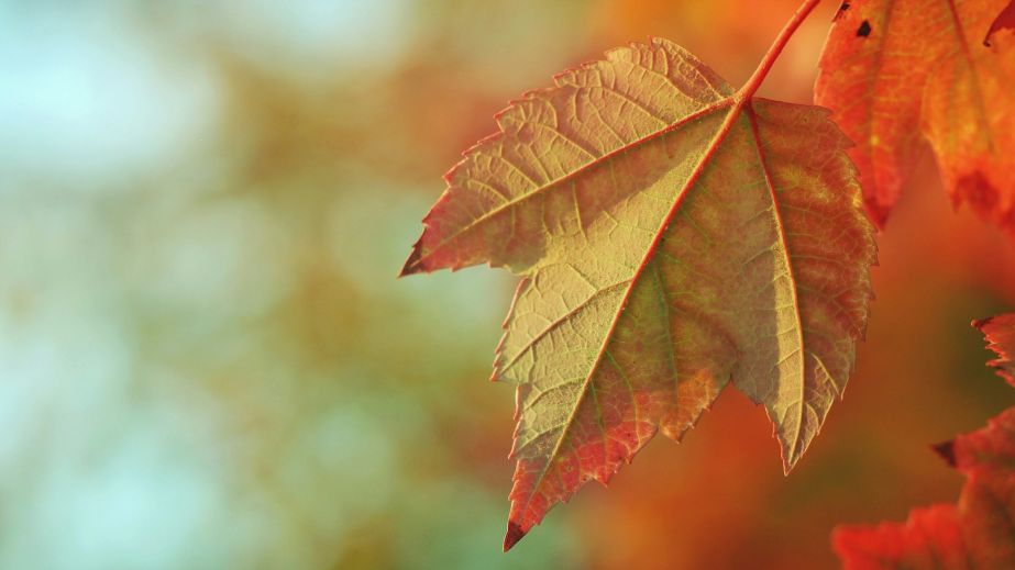 Потепление и ветер: какой будет погода в Днепре и области 18 ноября