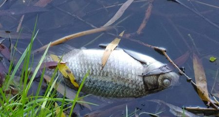 Загибель риби та нутрії на Перемозі у Дніпрі: екологи назвали ймовірну причину