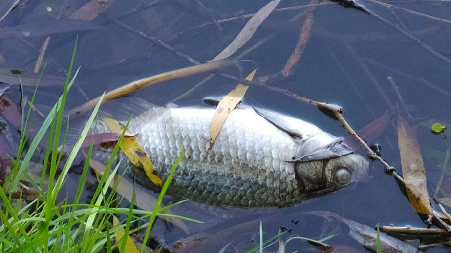 Гибель рыбы и нутрии на Победе в Днепре: экологи назвали вероятную причину
