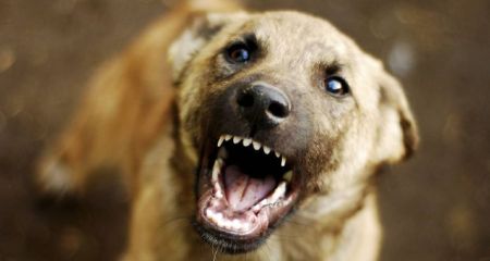 В Кривом Роге собаки...