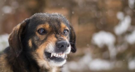 У Дніпрі безпритульні собаки напали на 17-річну дівчину (ФОТО)