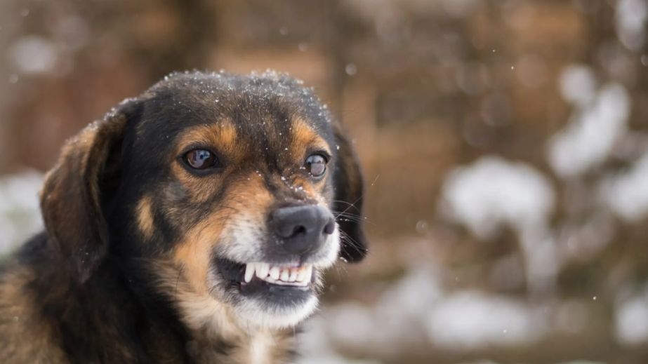 Обнаружили бешенство у пса: в Кривом Роге ввели карантин