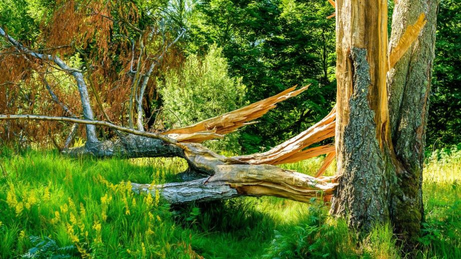 У Кривому Розі дерево впало на гараж з автівкою всередині (ФОТО)