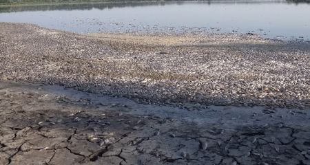 Последствия массового мора: в поселке на Днепропетровщине собрали 5 тонн мертвой рыбы (ФОТО)