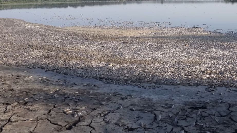 Наслідки масового мору: у селищі на Дніпропетровщині зібрали 5 тонн мертвої риби (ФОТО)
