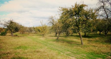 На Днепропетровщине ракета уничтожила 3 гектара фруктового сада