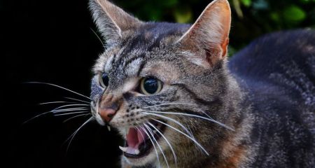 Карантин на 60 суток: в Каменском ввели ограничения из-за бешенства у домашнего кота, который мог заразить хозяев