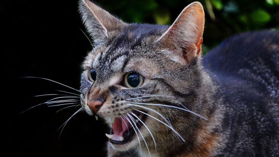 Карантин на 60 діб: у Камʼянському ввели обмеження через сказ у домашнього кота, який міг заразити господарів