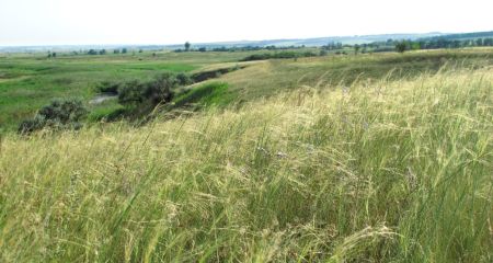 На Нікопольщині встановили межі унікального заповідного степу: чому це важливо