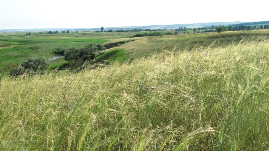 На Никопольщине установили границы уникальной заповедной степи: почему это важно