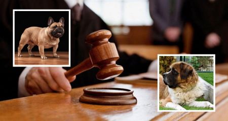 У Дніпрі через неприязнь між бульдогом та сенбернаром судилися їх господарі
