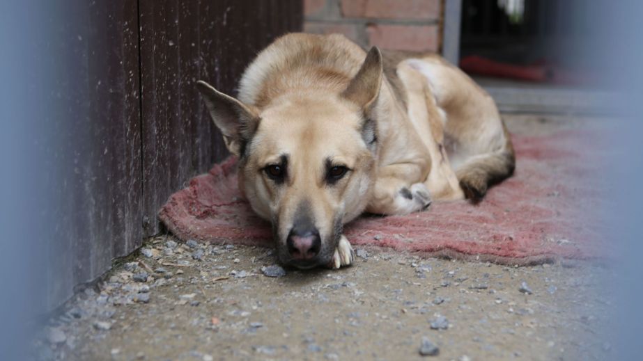 В одному з районів Дніпра потруїли собак (ФОТО)