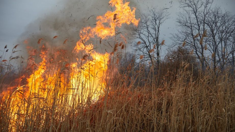 Полум'я підбирається до будинків: у Кривому Розі палає очерет (ФОТО, ВІДЕО)