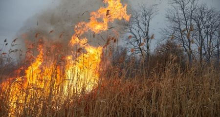 Палії знову бешкетують: у Кривому Розі палає очерет (ФОТО)