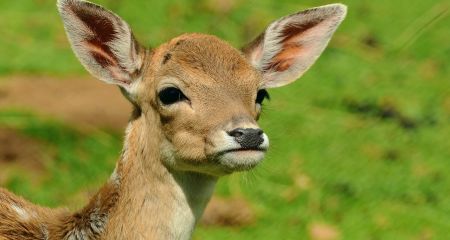 На Самарівщині врятували косулю, яка застрягла у паркані (ФОТО)