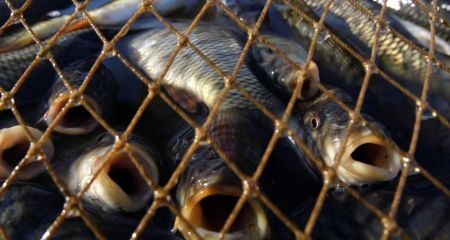 На Криворожье бракон...