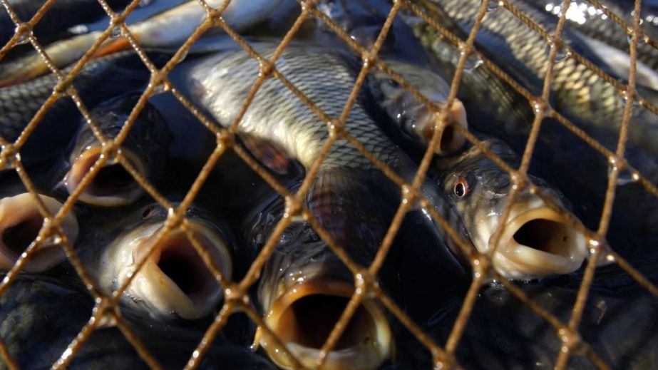 На Криворіжжі браконьєри натягали понад 270 кг товстолобів та покинули улов на березі (ФОТО)