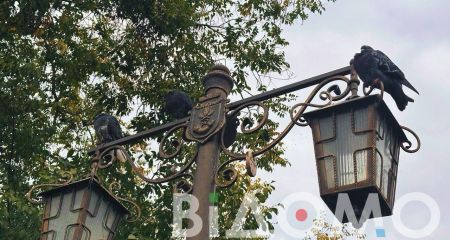 В Кривом Роге массово гибнут голуби (ФОТО)