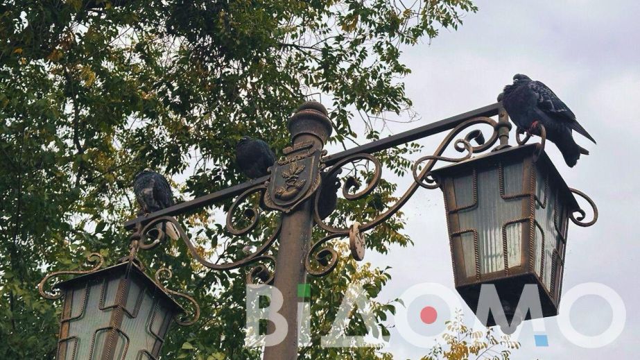 В Кривом Роге массово гибнут голуби (ФОТО)