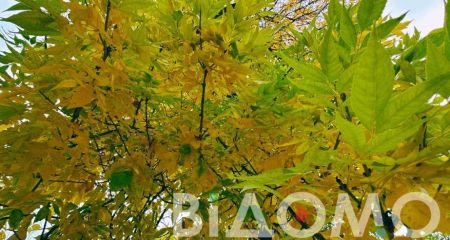 Якою буде погода у Дніпрі та області 4 листопада