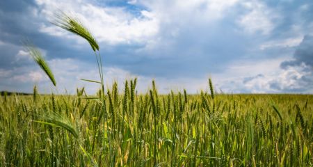 В Днепропетровской области в собственность общин вернули 8 земельных участков стоимостью 38 млн гривен