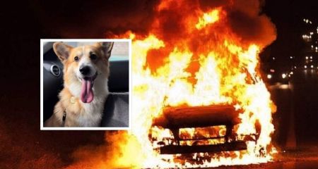 Внаслідок "шахедної" атаки на Дніпро 7 серпня знищена автівка, яку використовували для порятунку тварин (ВІДЕО)