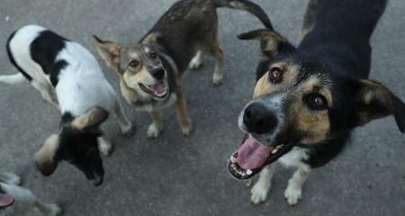 В Кривом Роге собаки...