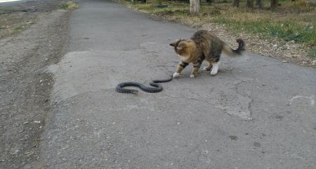 На Дніпропетровщині зафільмували поєдинок кота і змії (ВІДЕО)