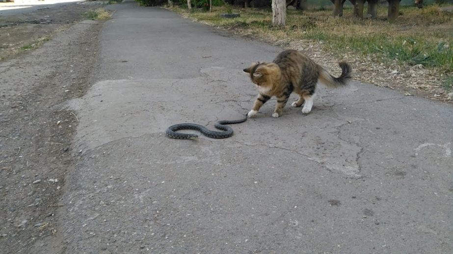 На Днепропетровщине сняли поединок кота и змеи (ВИДЕО)