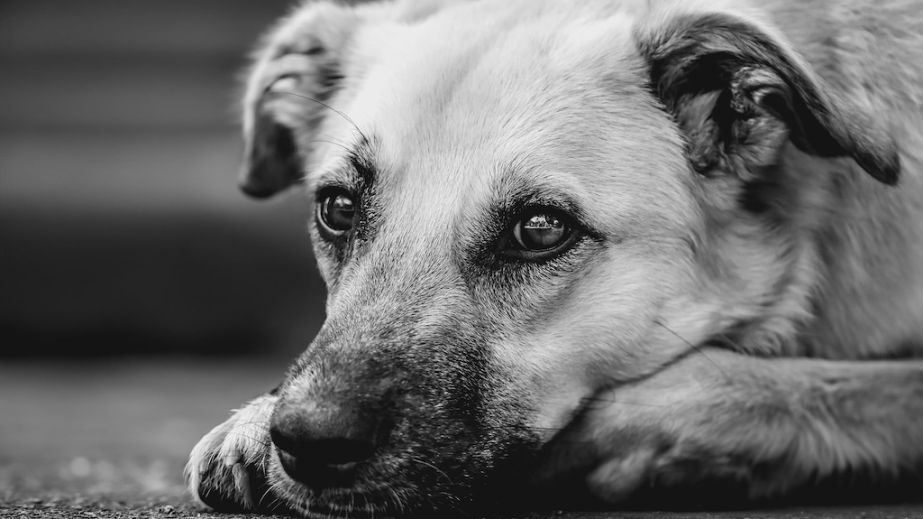 У Дніпрі водійка збила собаку, відвезла до іншого двору та покинула напризволяще (ВІДЕО)