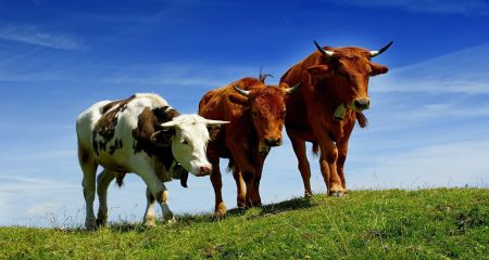 Выплаты для селян Днепропетровщины с 7 апреля: кто получит от 21 тысячи и как подать заявку