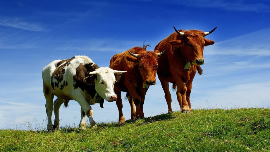 Виплати для селян Дніпропетровщини з 7 квітня: хто отримає від 21 тисячі і як подати заявку