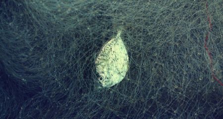 На Дніпропетровщині браконьєр на саморобному човні виловив риби на понад 140 тисяч (ФОТО)