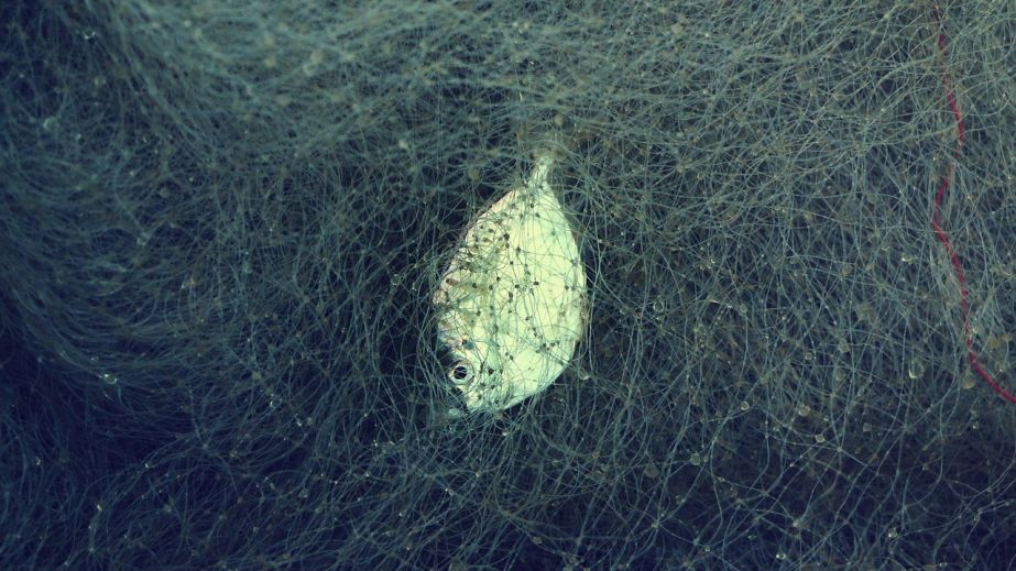 На Днепропетровщине браконьер на самодельной лодке выловил рыбы более чем на 140 тысяч (ФОТО)