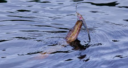Рибалкам Дніпропетровщини заборонять ловити щуку
